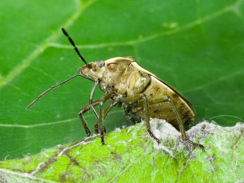 Chlorochroa pinicola (Mulsant & Rey, 1852)